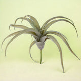 Tillandsia artificiale •  30 cm