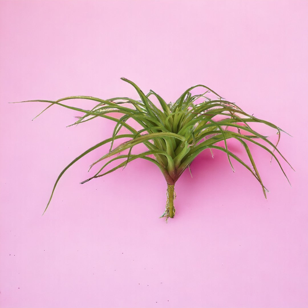 Tillandsia misure artificiale •  40 cm