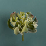 4 Pezzi • Aoenium arboreum artificiale • 13 cm