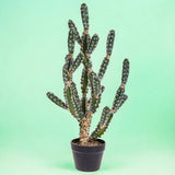 Cactus artificiale euphorbia con vaso • 83 cm