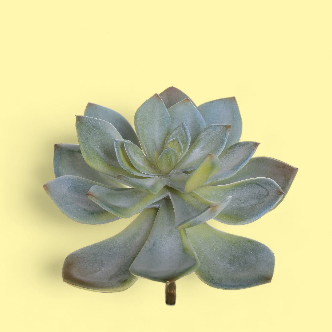 2 Pezzi • Succulent artificiale • 15 cm