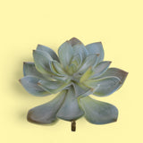 2 Pezzi • Succulent artificiale • 15 cm