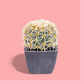 Cactus con vaso artificiale •  14 cm