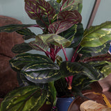 Verde artificiale Calathea con vaso 72 foglie • 100 cm