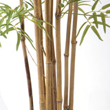 Bamboo per 9 foglie con Vaso • 260 cm