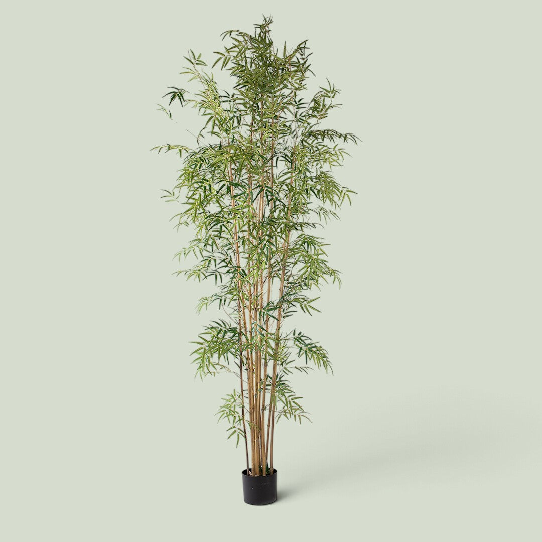 Bamboo per 9 foglie con Vaso • 260 cm