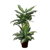 Diffembacina 72 foglie con Vaso • 100 cm