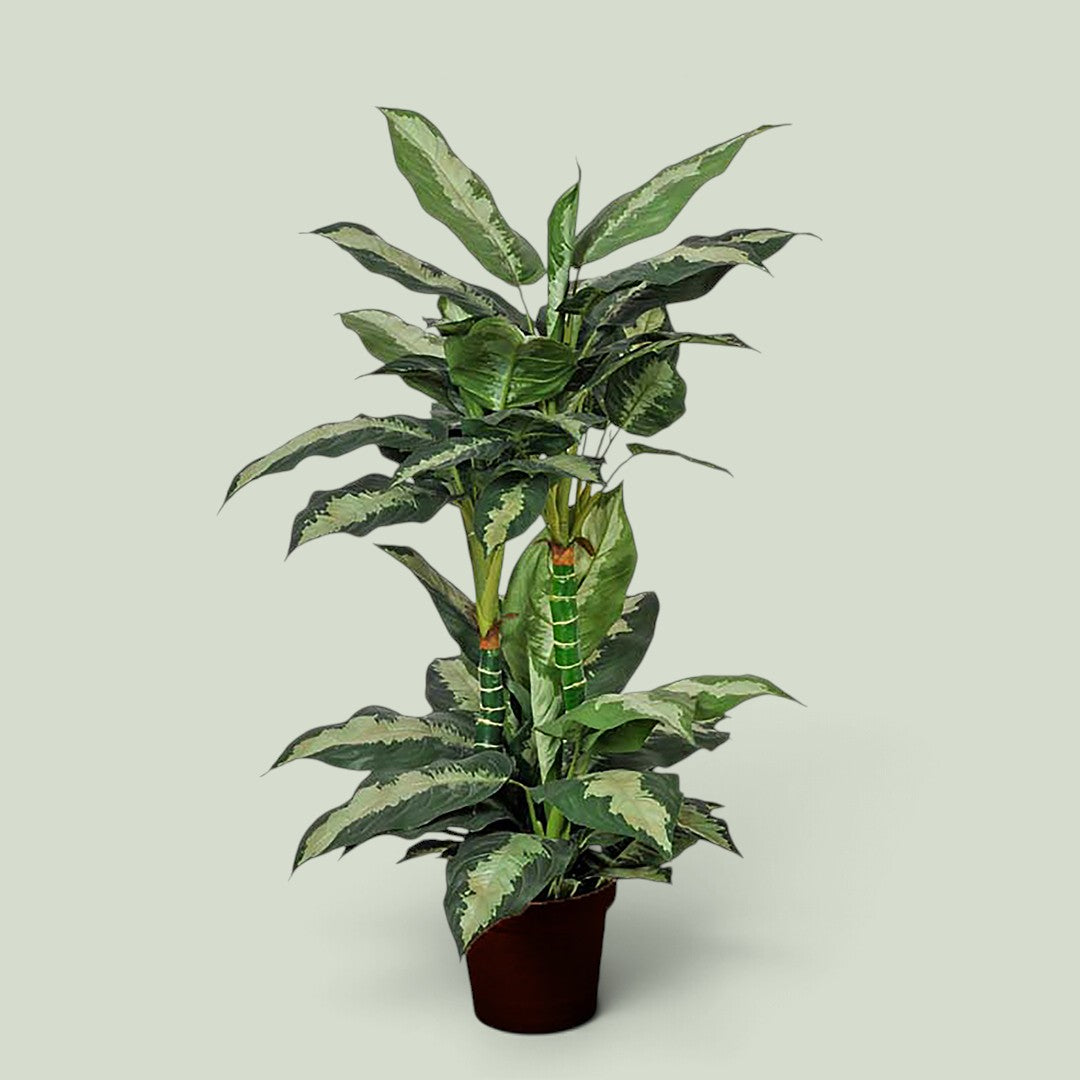 Diffembacina 72 foglie con Vaso • 100 cm