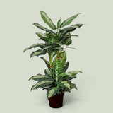 Diffembacina 72 foglie con Vaso • 100 cm