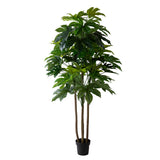 Aralia per 57 Foglie. con Vaso • 180 cm