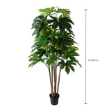 Aralia per 57 Foglie. con Vaso • 180 cm