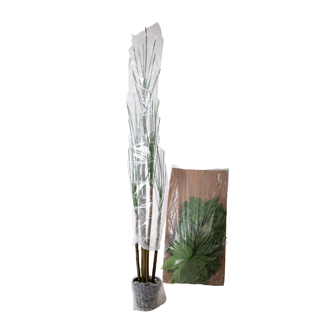 Aralia per 57 Foglie. con Vaso • 180 cm