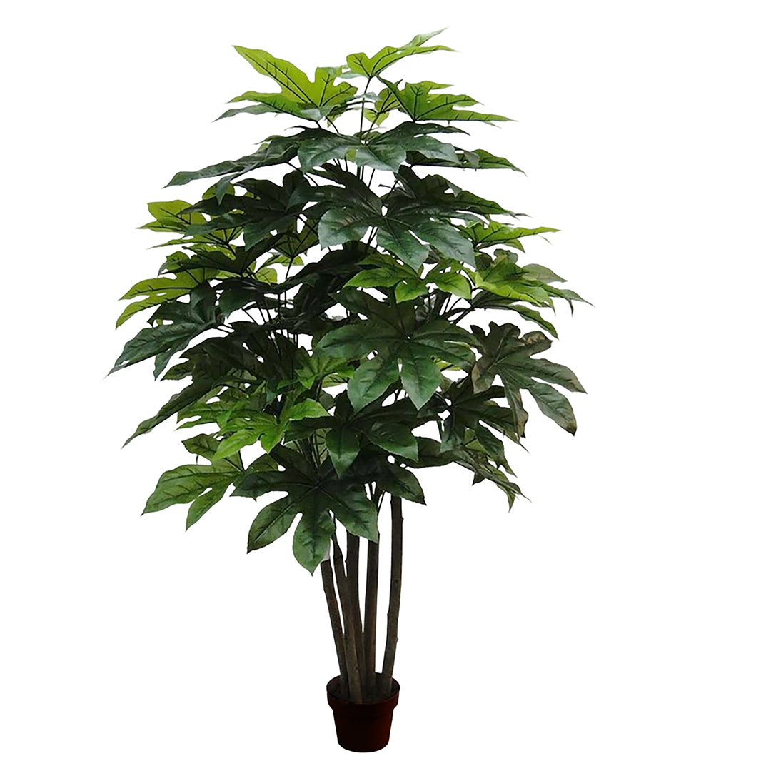Aralia per 57 Foglie. con Vaso • 180 cm