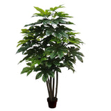 Aralia per 57 Foglie. con Vaso • 180 cm