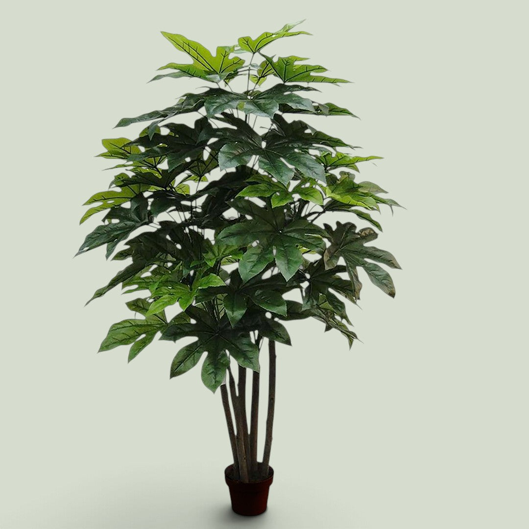 Aralia per 57 Foglie. con Vaso • 180 cm