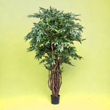 Verde artificiale Ficus weeping con 2821 foglie • 152 cm