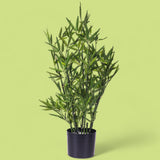 Mini bamboo artificiale con vaso • 76 cm