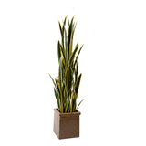 Sansevieria 12 foglie con Vaso • 148 cm
