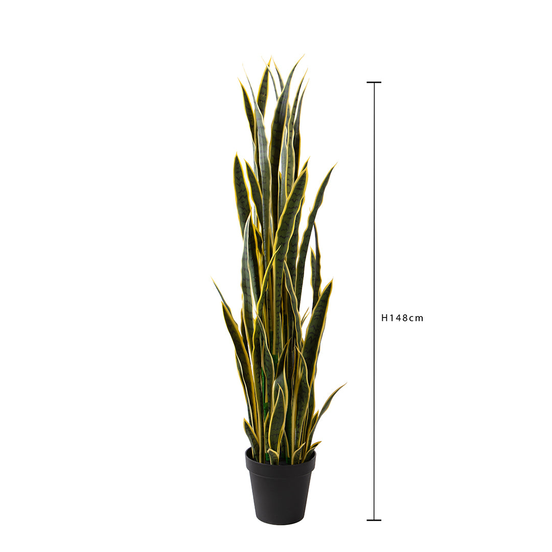 Sansevieria 12 foglie con Vaso • 148 cm