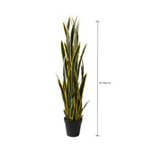 Sansevieria 12 foglie con Vaso • 148 cm