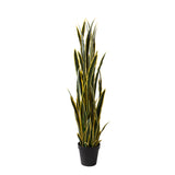 Sansevieria 12 foglie con Vaso • 148 cm