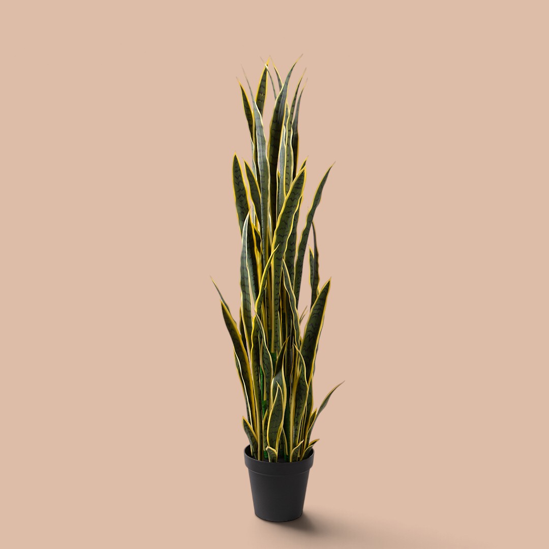 Sansevieria 12 foglie con Vaso • 148 cm
