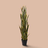 Sansevieria 12 foglie con Vaso • 148 cm