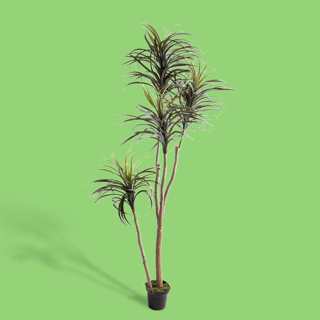Verde artificiale Nolina artificiale recurvata • 210 cm