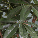 Verde artificiale Pachira 469 foglie vaso • 155 cm