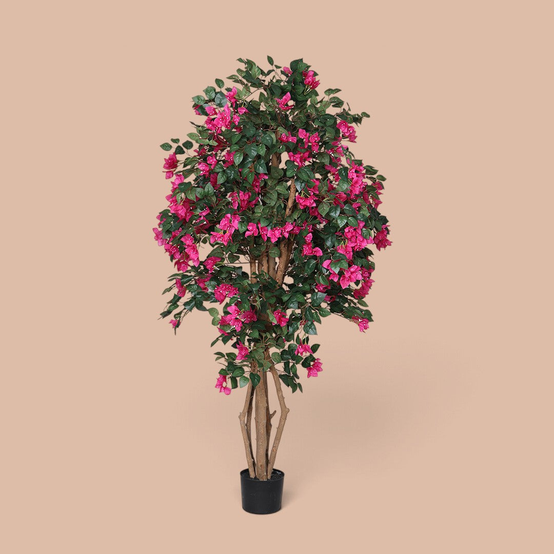 Bouganvillea 1680 foglie con Vaso • 180 cm