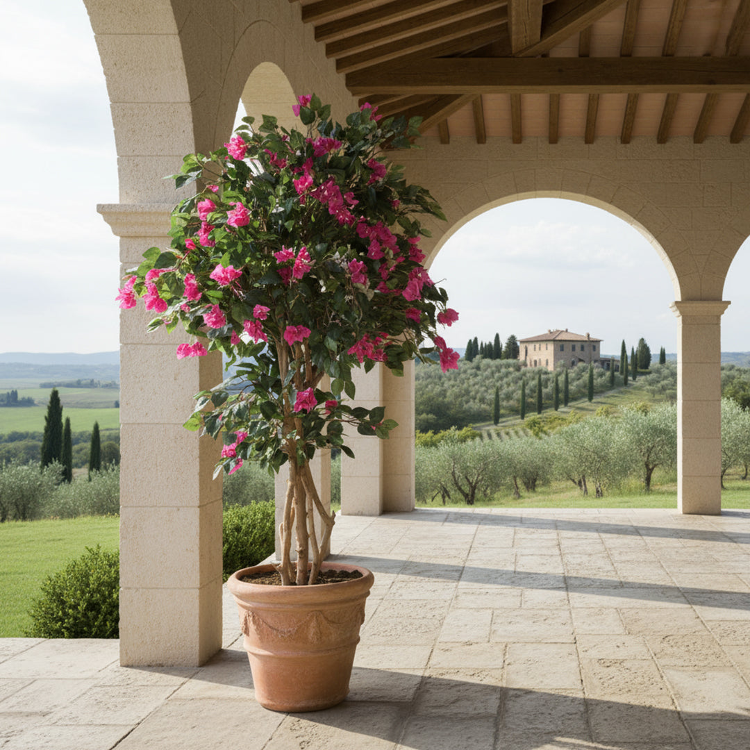 Bouganvillea 1680 foglie con Vaso • 150 cm