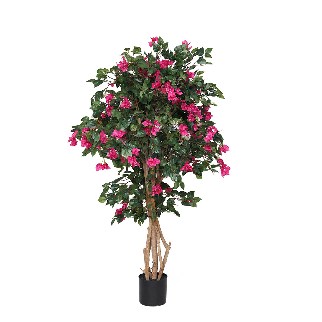 Bouganvillea 1680 foglie con Vaso • 150 cm