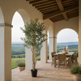 Olivo 1540 foglie con Vaso • 200 cm