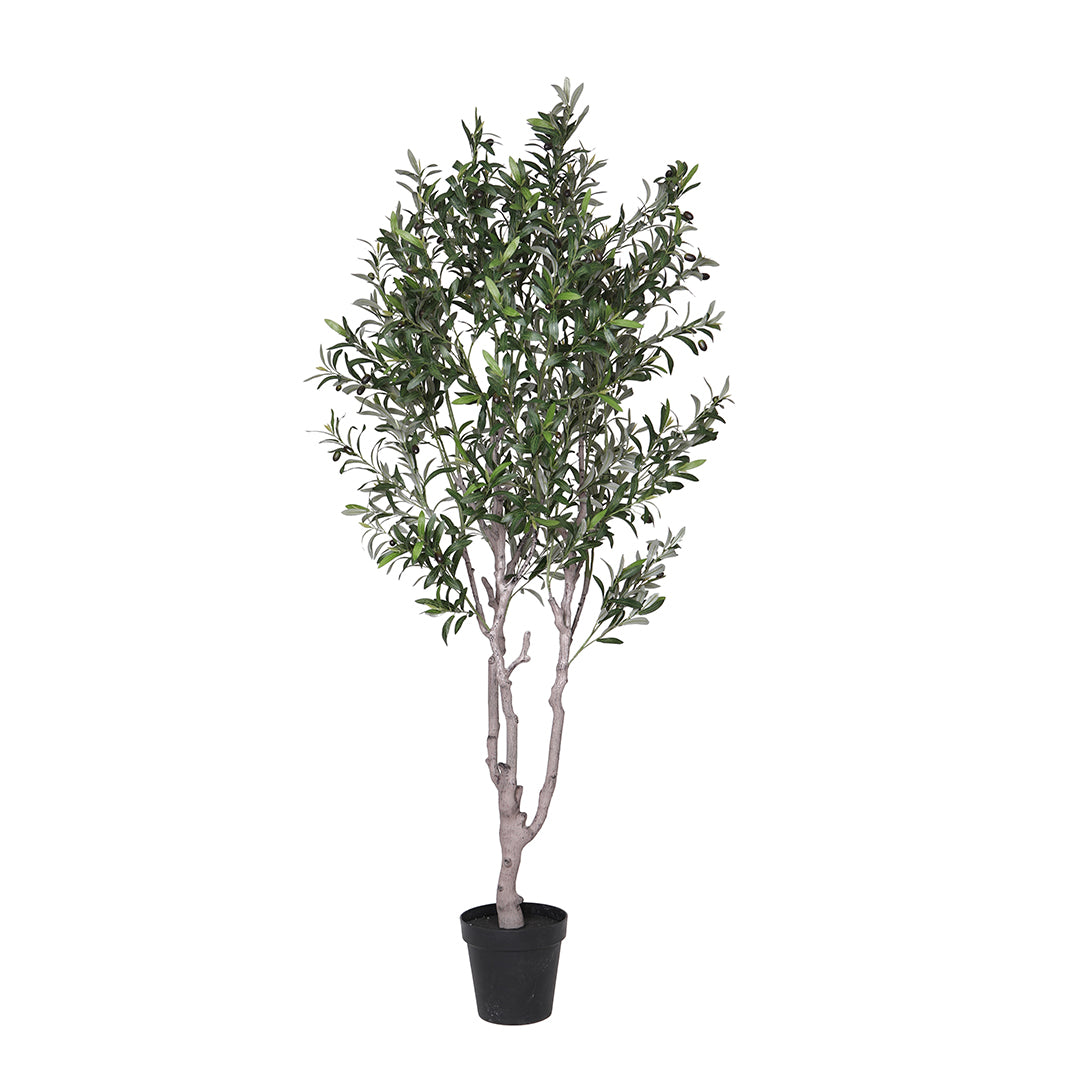 Olivo 1540 foglie con Vaso • 200 cm