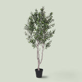 Olivo 1540 foglie con Vaso • 200 cm