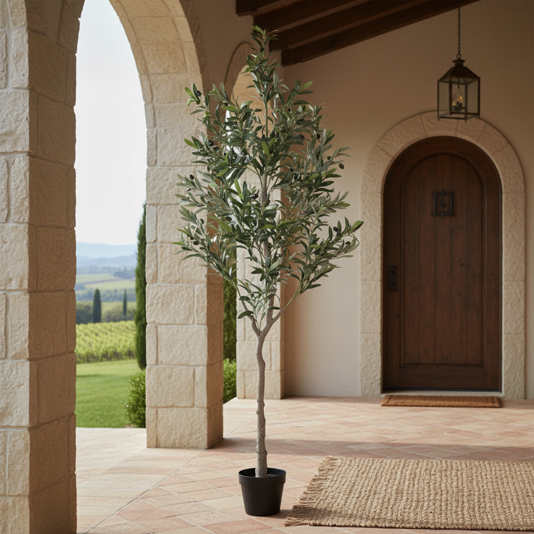 Olivo 672 foglie con Vaso • 180 cm