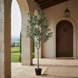 Olivo 672 foglie con Vaso • 180 cm