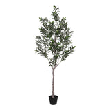Olivo 672 foglie con Vaso • 180 cm