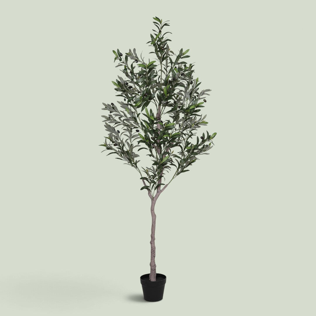 Olivo 672 foglie con Vaso • 180 cm