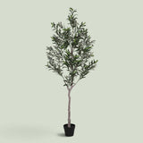 Olivo 672 foglie con Vaso • 180 cm