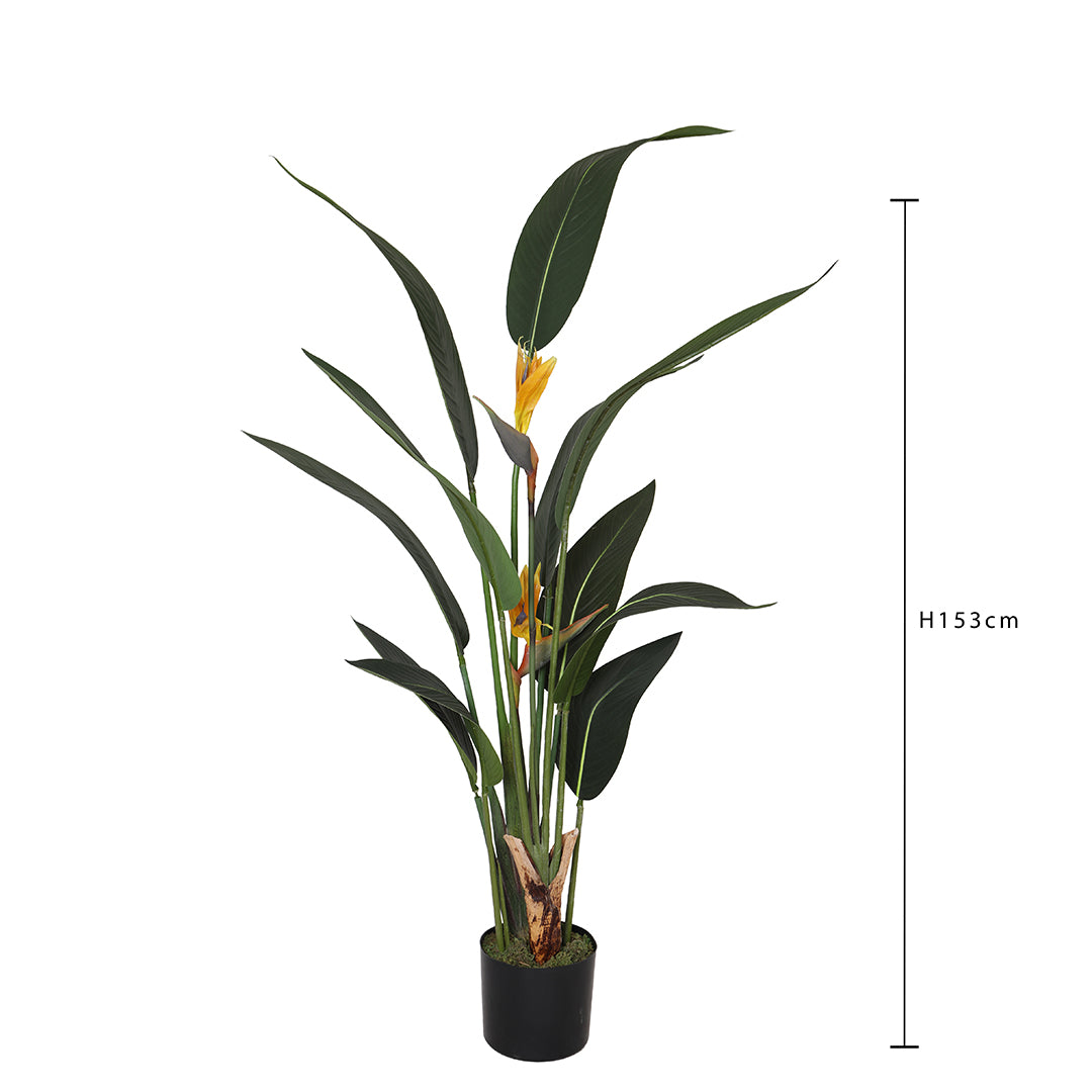 Sterlizia con Vaso • 153 cm