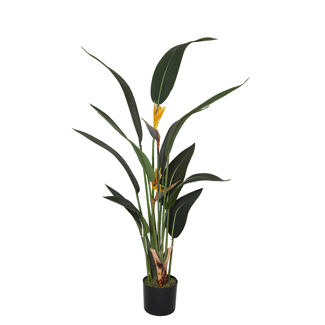 Sterlizia con Vaso • 153 cm