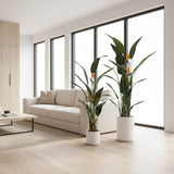 Sterlizia con Vaso • 180 cm