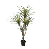 Yucca 145 foglie con Vaso • 110 cm
