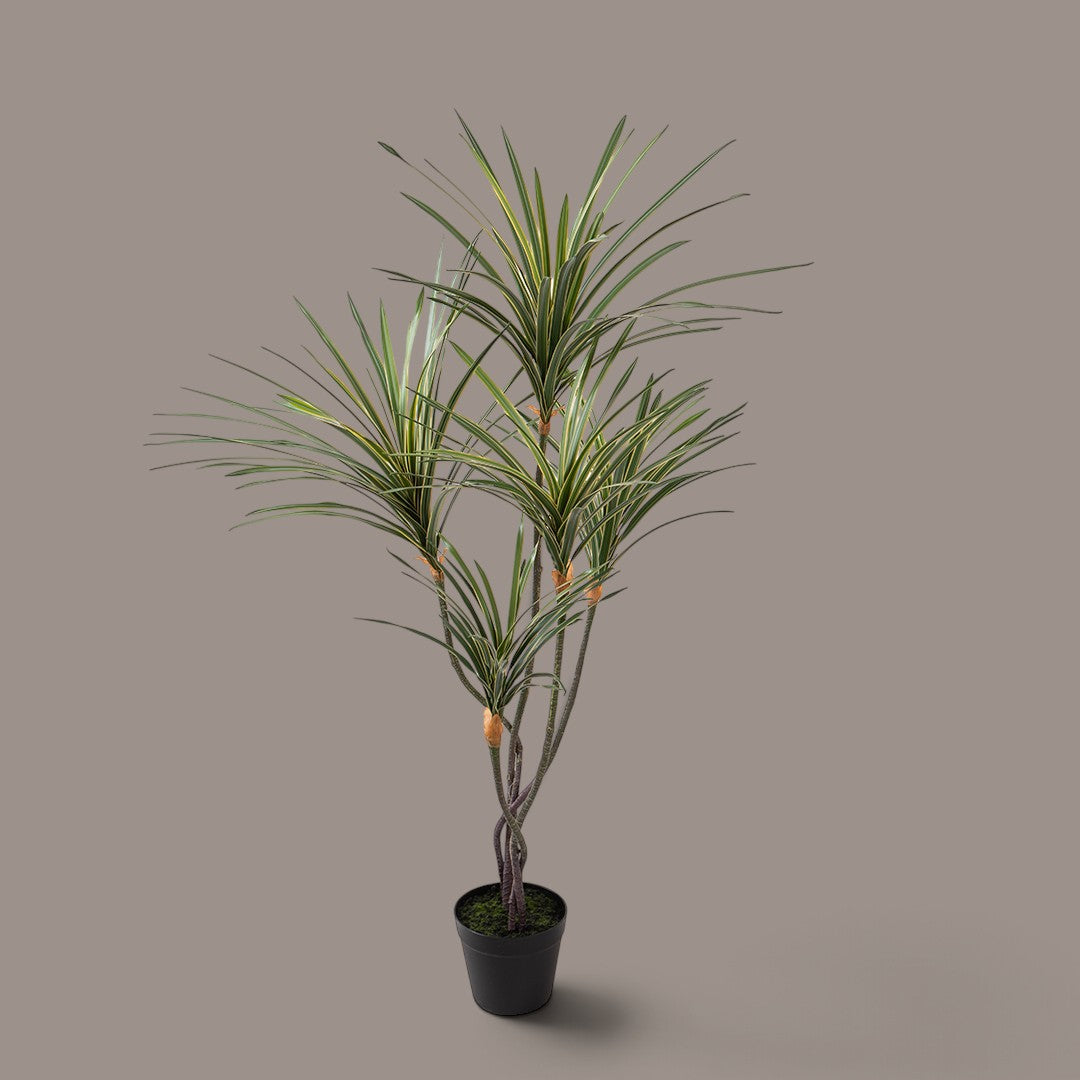 2 Pezzi • Yucca 145 foglie con Vaso • 110 cm
