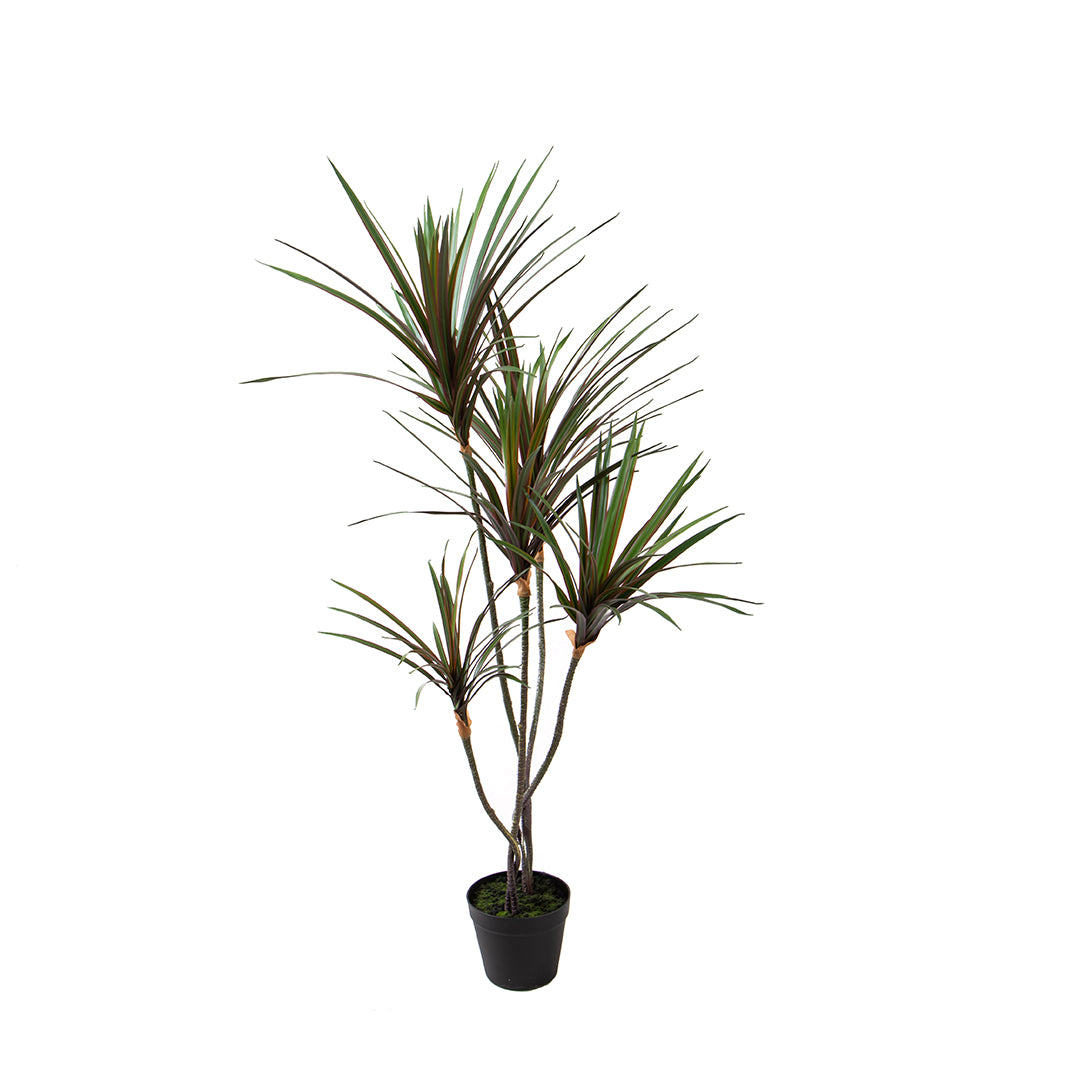 Yucca 145 foglie con Vaso • 110 cm
