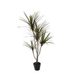 Yucca 145 foglie con Vaso • 110 cm