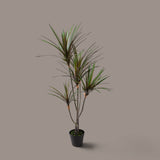 2 Pezzi • Yucca 145 foglie con Vaso • 110 cm