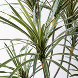 Yucca 261 foglie con Vaso • 150 cm
