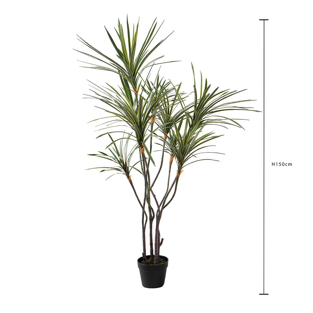 Yucca 261 foglie con Vaso • 150 cm